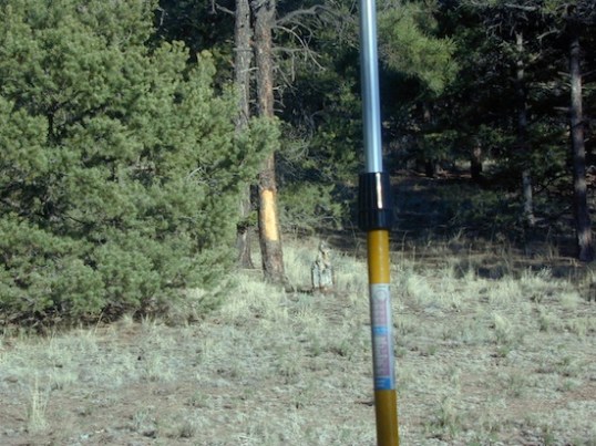 Far too many trees show bearsign like this. Maybe I should bark a few with my hand axe and pee on them?