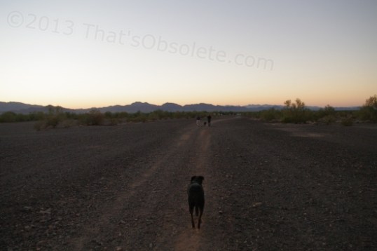 And this is one of the dogs, of course leading the way back to camp. They always want to do that.