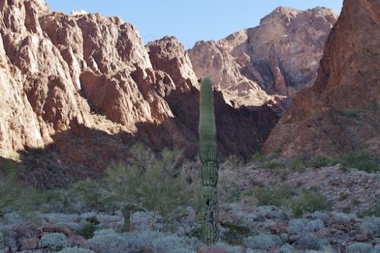 Not too may cacti in here!