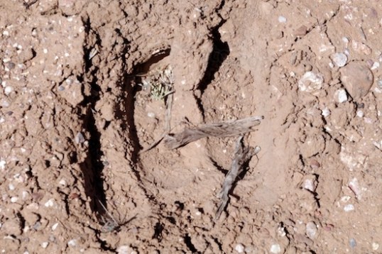 The track of some kind of varmint, probably large.