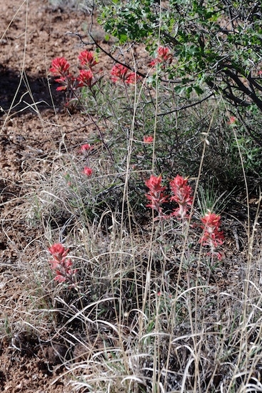 Several types of small wildflowers actually abound out here in the Spring.