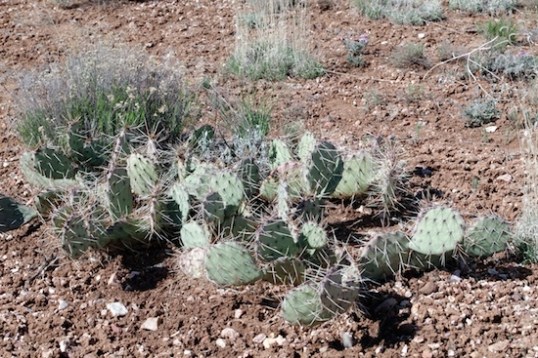 This type of cactus is all over the place.