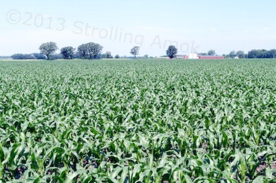 Here's the view out the dining room window these days. The corn was just 6" high when I arrived a couple weeks ago!
