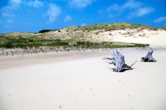This entire area was once heavily forested! Following the Great Chicago Fire, one robber baron cut a lot of the trees and shipped the wood out, but then logging equipment started a fire and burned the rest down. The Silver Lake State Park Dunes is the result.  Grasses have recently been planted to try to control the sand, which has moved and engulfed nearby houses!