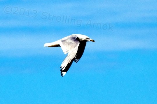Back at the beach, a seagull fighting a headwind and doing its best to look like an eagle.