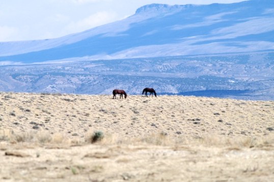Horsies! These two were on the other side of a very deep gorge, and just wandered slowly about, grazing.
