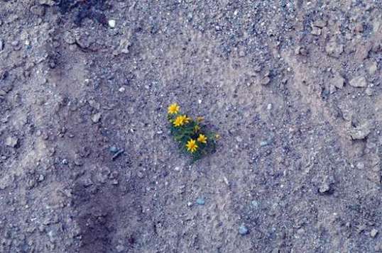 These little flowers bloomed here and there, which I considered to be quite a trick.