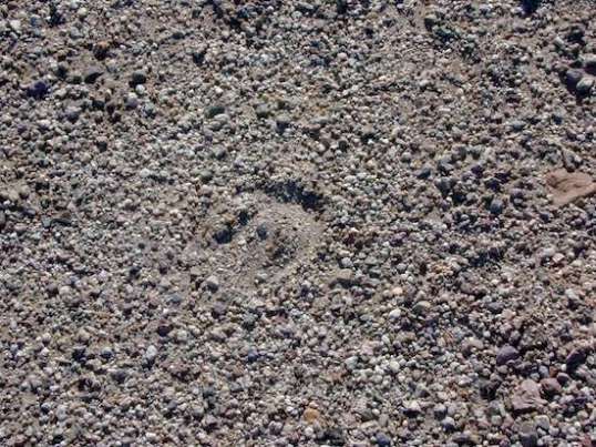 Ah! Further evidence that stories I'd read of burros being in the area were true!