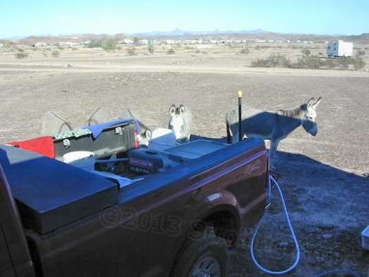 Actually, this is a couple of days before moving day, when I was doing laundry. Burros like the smell of unscented detergent, I guess. The next night, two of 'em curled up on the ground nearby to sleep.
