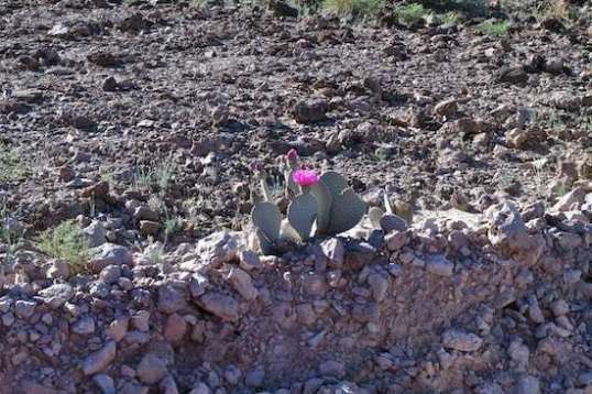 Same hillside, same vantage point, but a pretty detail of it.