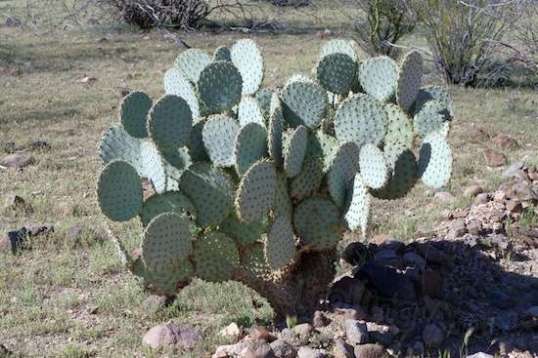 Love these things. Don't know why. I feel compelled to name them, because each one is different. Like, this one would be "Fred". Perhaps I should recheck my medications.