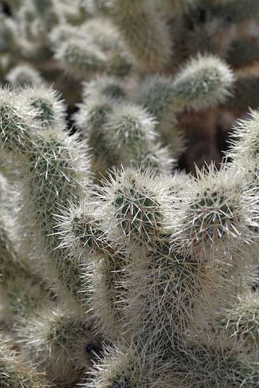 The way the sun glints off the needles is remarkable to me.