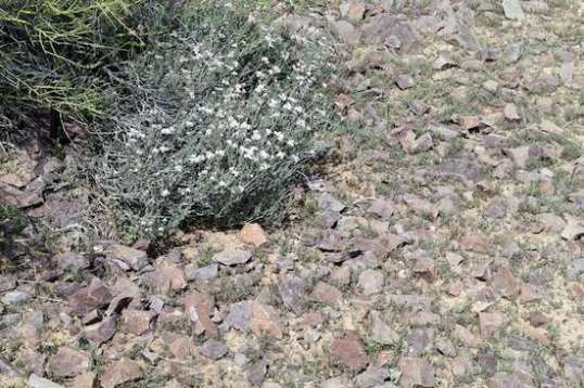 This is actually right next to the trailer. You can be sure I don't go pounding down trails in the truck here, seeing as how the tires are 7 years old and look it.