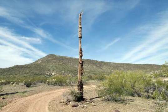 This has seen better days. It refuses to snap off in the wind, though.