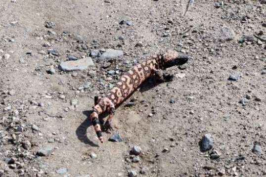 I've seen big honking unidentified spiders, a tarantula ambling along, and now this gila monster. He was just over a foot long and stayed put until I was out of sight. 