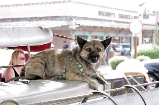 ...And then he would briefly look around. Struck me as the kind of dog that would need a assertive Alpha owner to do well.