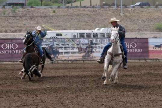 The lead roper needs to end the full run, but must not let the steer stop, either.