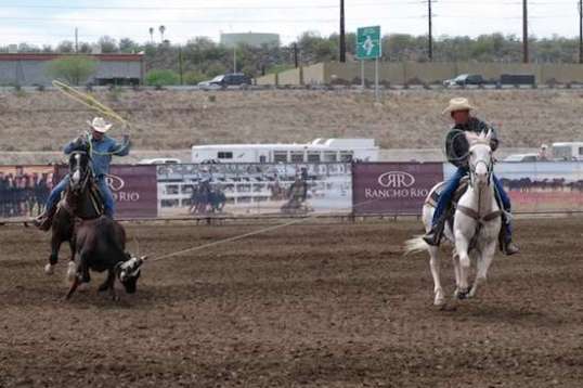The steer spends his attention forward, while the second roper waits for the right moment to throw his rope.
