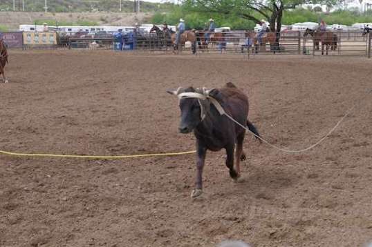 Heart-rending trauma over, the steer always seems to trot nonchalantly away, always headed toward the pen with the rest of the herd in it. The leg rope will usually fall off onroute but, if not, will be retrieved soon after.
