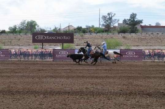 Pressure's on this pair, because the steer is halfway to the pen already.