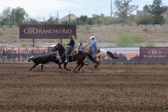 The header is about to pull the steer into an arc, while the heeler faces his turn.