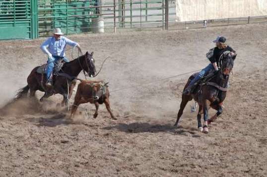 The noose comes down against the steer's right leg with foot on ground...