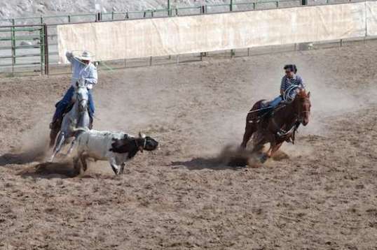 A hard left rudder gets the steer into the needed course.