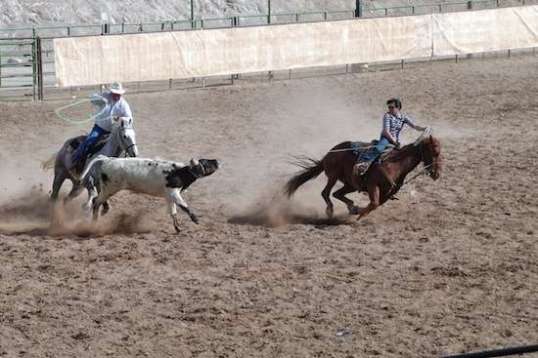 I absolutely love this shot. Anyway, the steer is kept moving.