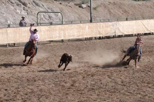 And the steer is coming around, though it's a longer than average lead there.
