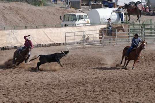 The steer is pulled left at a good clip.
