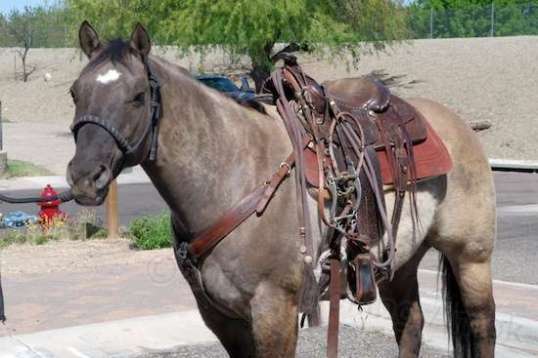 A few local horses were individually trailered in, and this one of them. What a beauty.