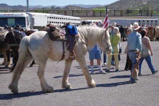 This critter may not win the running or barrel races they hold out there, but he's still impressive.