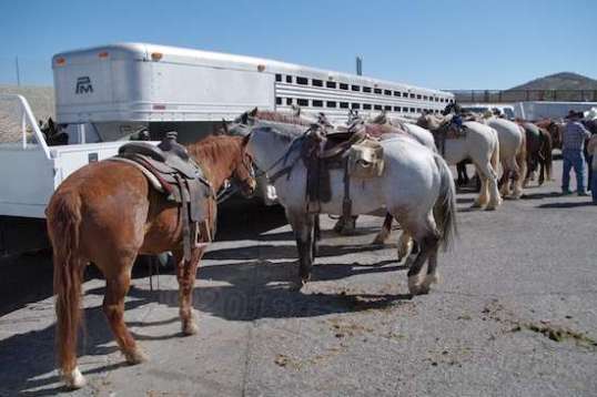 As you saunter down the string, it's just one horse after another.