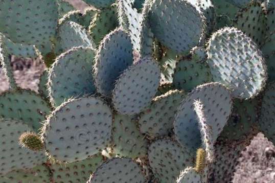 If your entire life is spent east of the mighty Mississip', these little plants never fail to amuse.