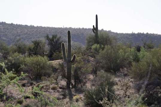 Some types of desert terrain have more appeal for me than others.