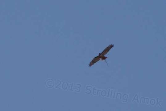 I was able to watch this hawk for a long time, but only in the photo could I see the leather string it trailed from its feet. Someone's trained bird?