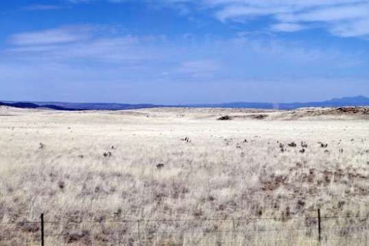 This might be chino grass, for which Chino Valley was named. It was harvested for horse feed. If that's what this is, it doesn't look real nutritious.
