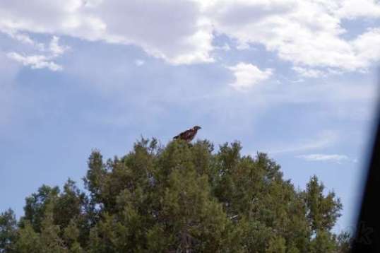 A large hawk flew over the truck and alighted on this tree beside the road.