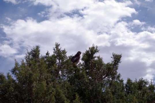 As I approached and passed by, it stayed put and watched from just 15 or 20 feet away.