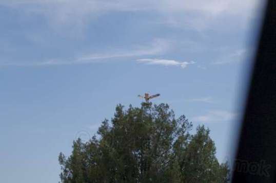 ...And then it flew ahead to the next tree and watched me pass that one. Must have been pretty bored today!
