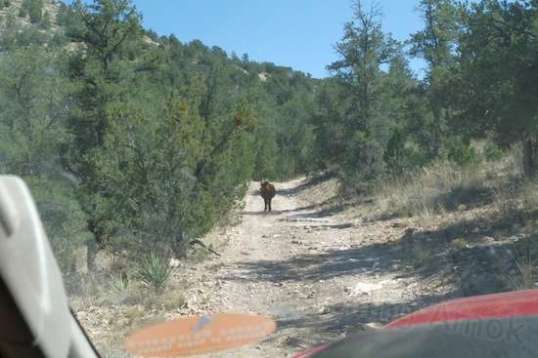 I could sense this steer thinking, "What the heck is this guy doin' here?"
