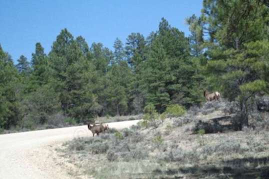 The initial drive in with trailer in tow netted a view of three elk about to cross the road at the bend ahead!