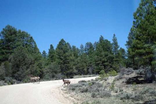 I stopped, the Ford's diesel quietly rattling away, and they decided it was better to get across now, before the big red box with the even bigger white box got any closer.