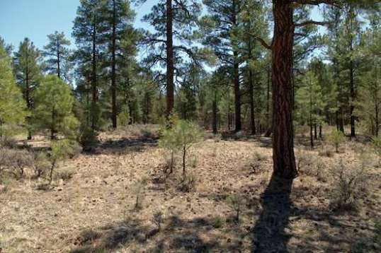 This is the way my office front window faces. Pine trees on a bed of pine needles.