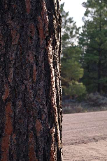 Near sunset, this sight keeps getting my attention each time I go from the office to the kitchen. Just something about the bark of a tree glistening as though it had been rained on. The camera has toned that reflectivity down and I haven't put it back. Texture!