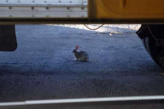 Bunny! Bunny! This was this morning in Walsenburg, Colorado at the truck stop, before I left.