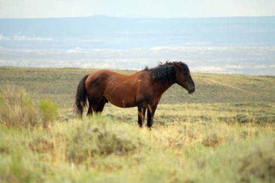 This stallion was the gatekeeper, and with his ears back for a moment, looks a bit worn.