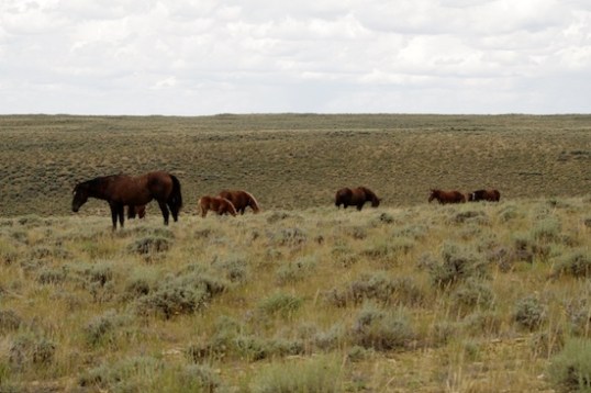 This group of horses was just yards from the roadway.