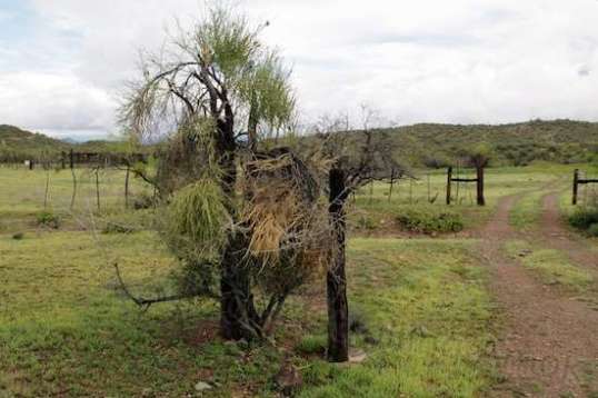 One of the gateposts to the back entrance.