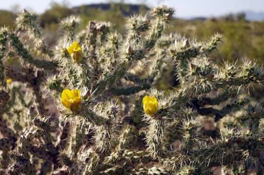 Oh, yeah, the walk! I like these things, especially right now.